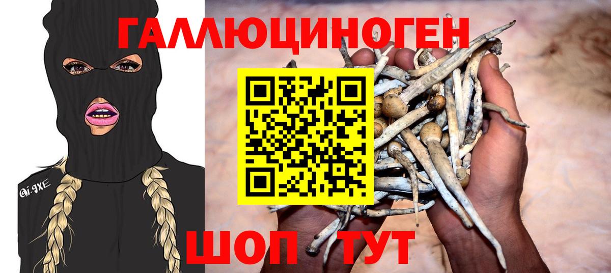 Псилоцибиновые грибы Psilocybine cubensis Балахна